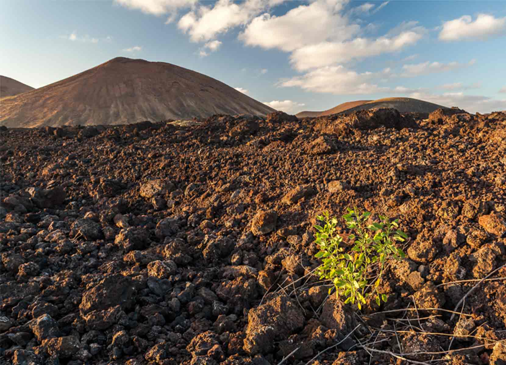 Rocky soil with single plant growing