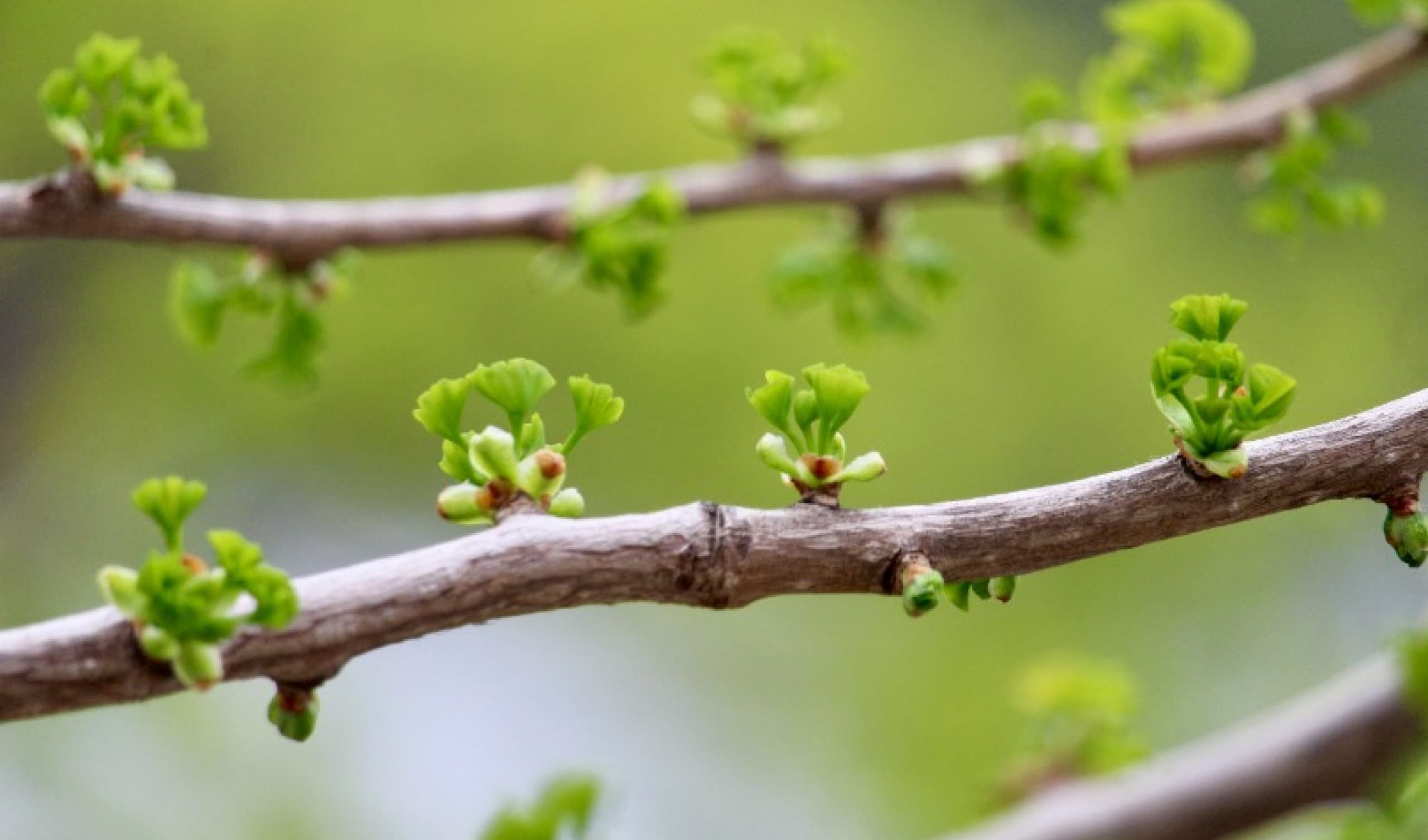 Bonds 103: Comparing Active and Passive Bond Investing Strategies