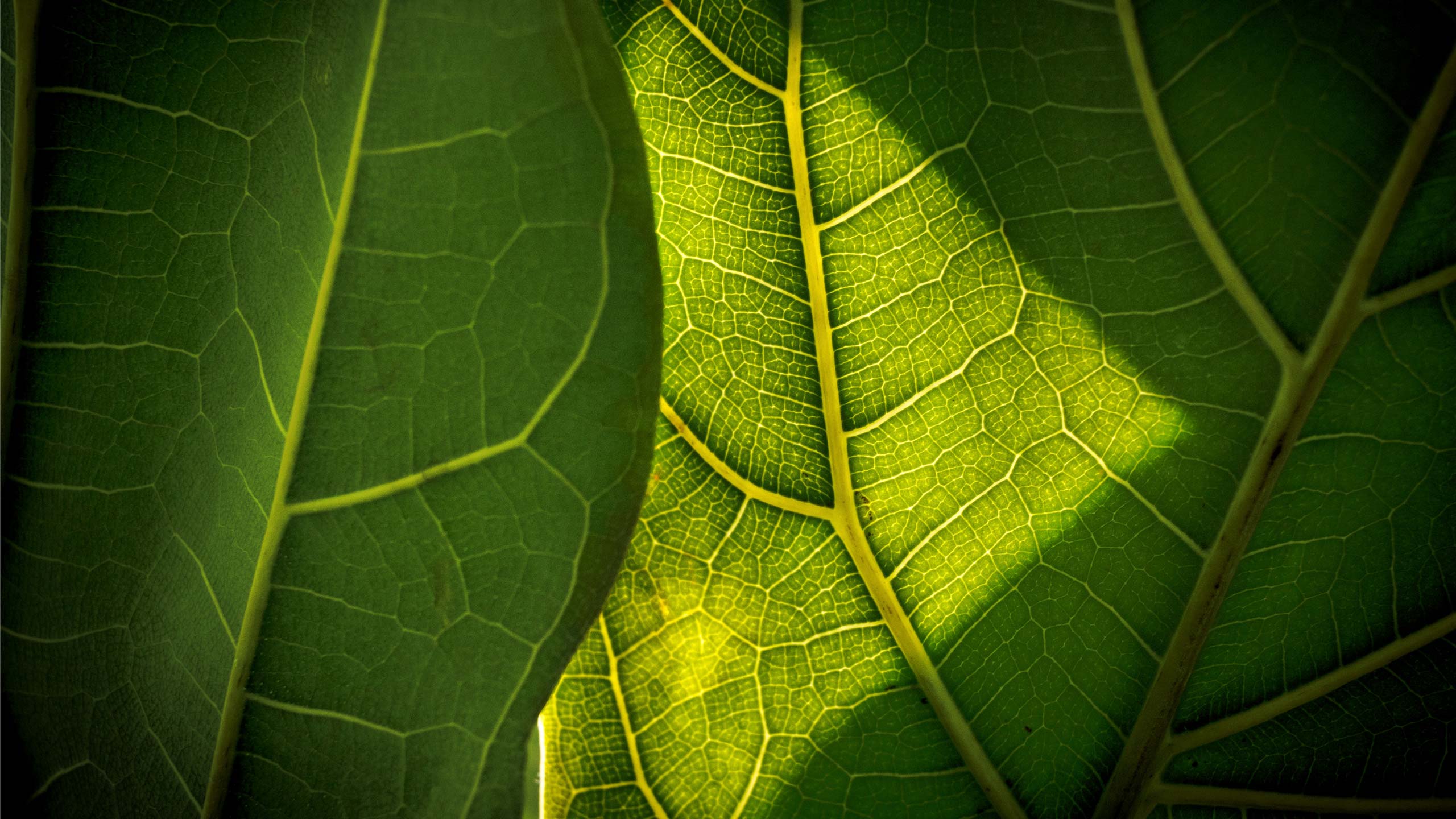 Key Takeaways From PIMCO’s Sustainable Investing Report 2025
