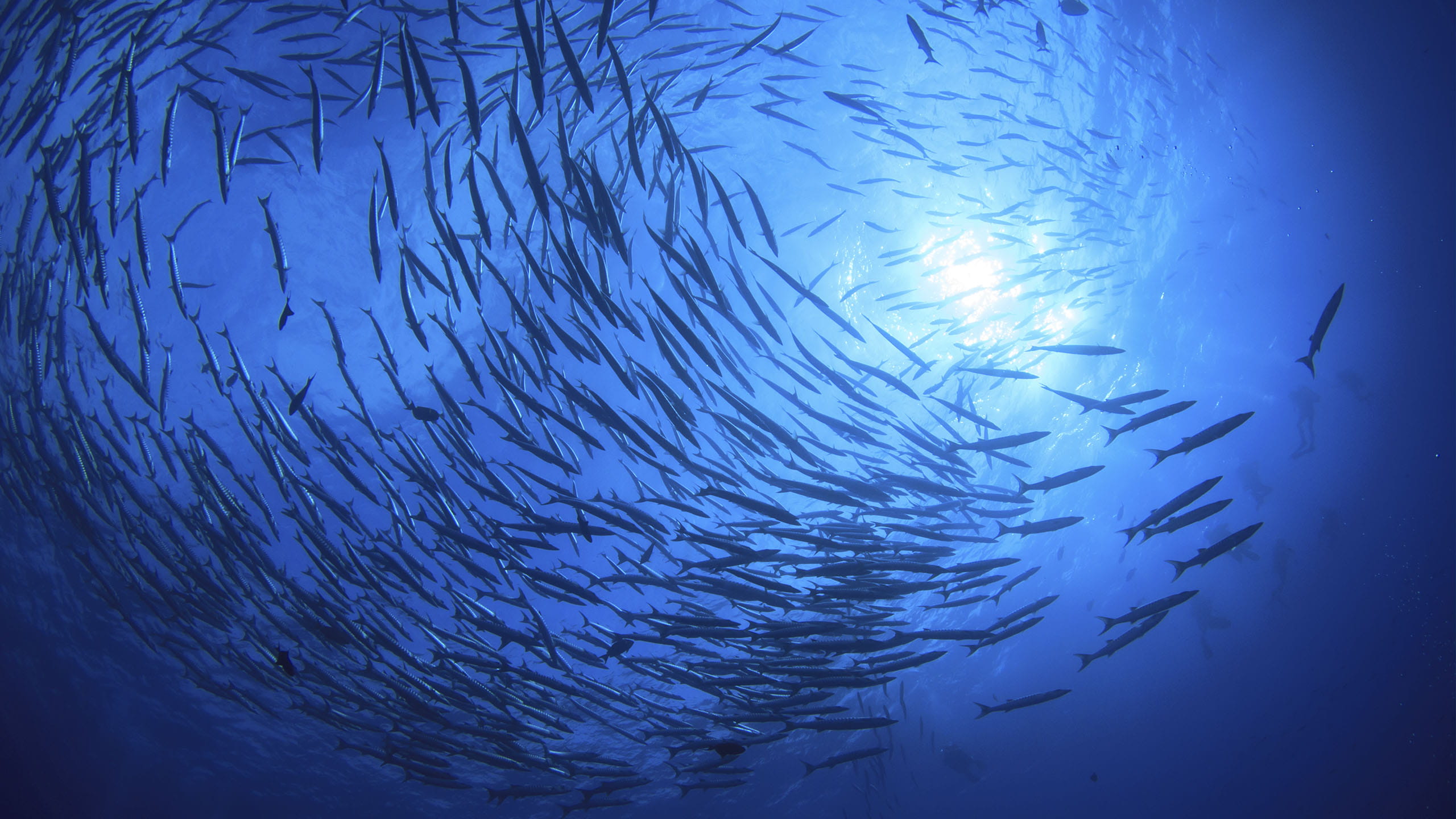 Key Takeaways From PIMCO’s Sustainable Investing Report