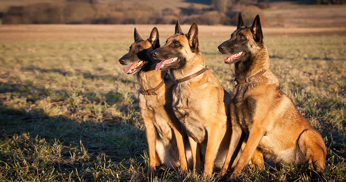 Three Dogs That Did Not Bark: Risk Premia and Stock Market Shocks