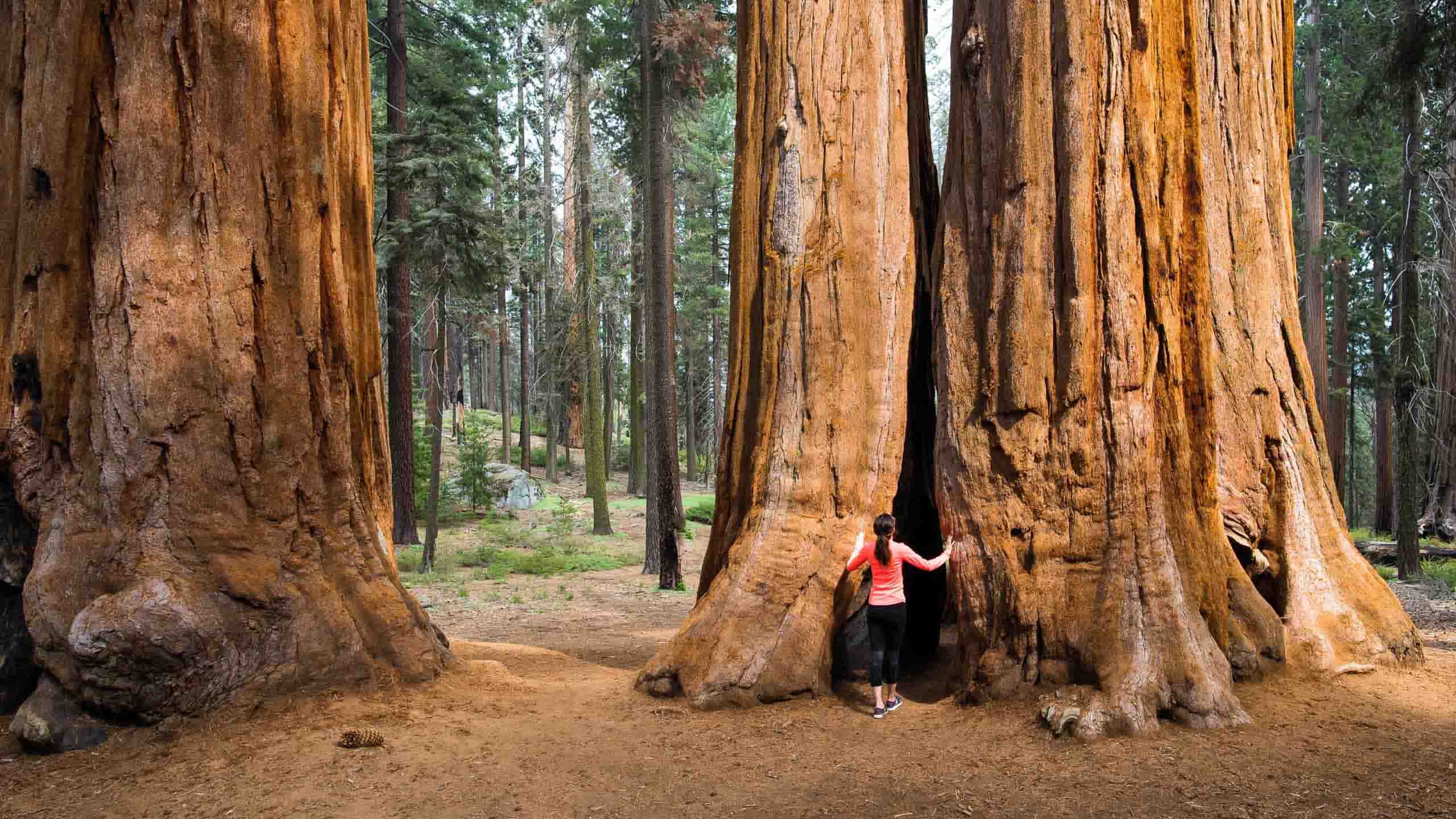 PIMCO GIS收益增長基金| PIMCO