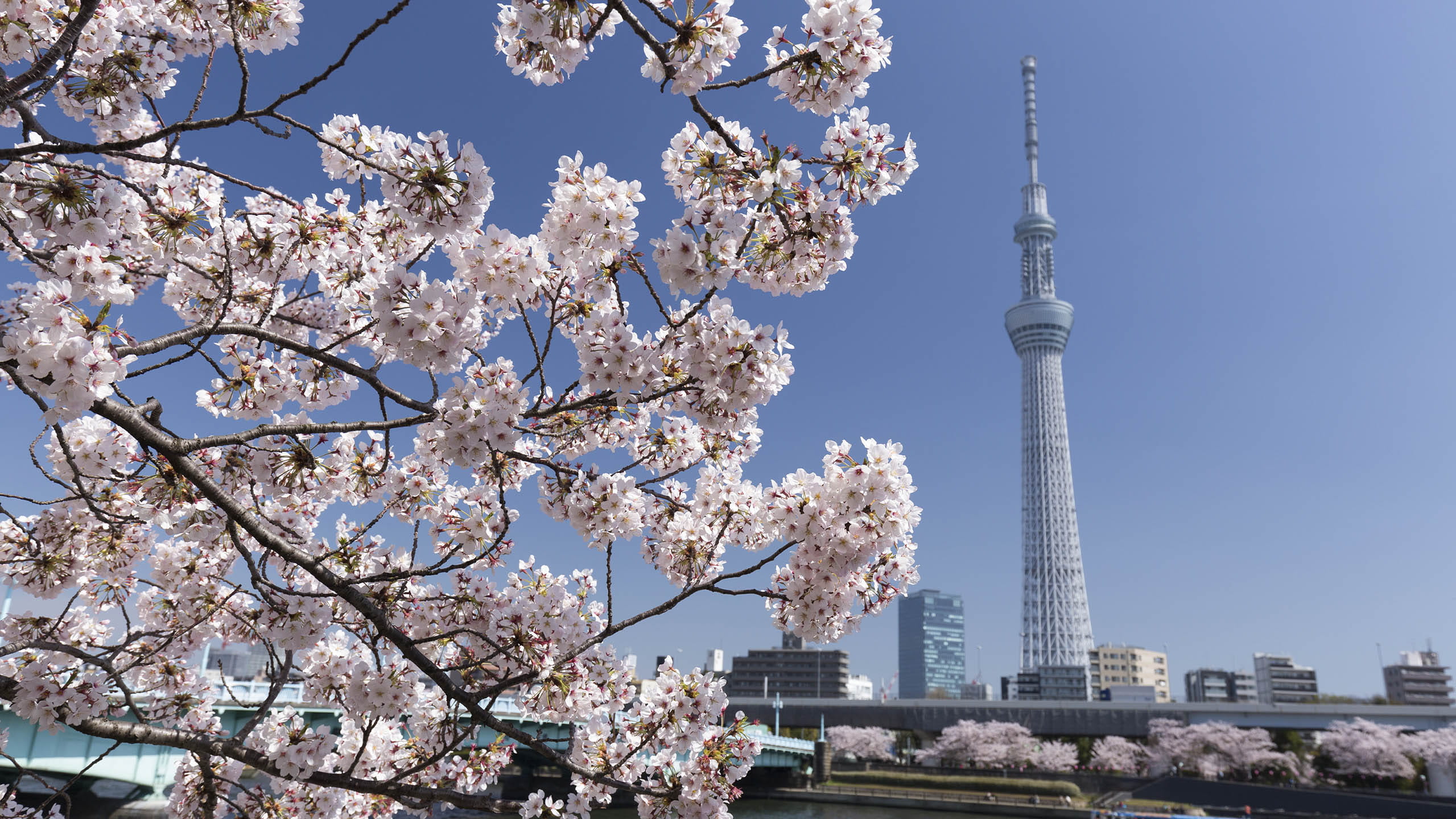 Bank of Japan’s Policy Shift Ushers in a New Era for Investors
