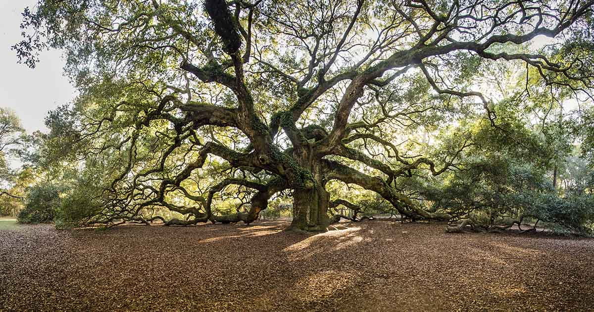 Reaching for Resilience